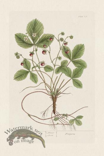 BEE 077 Wood Strawberries